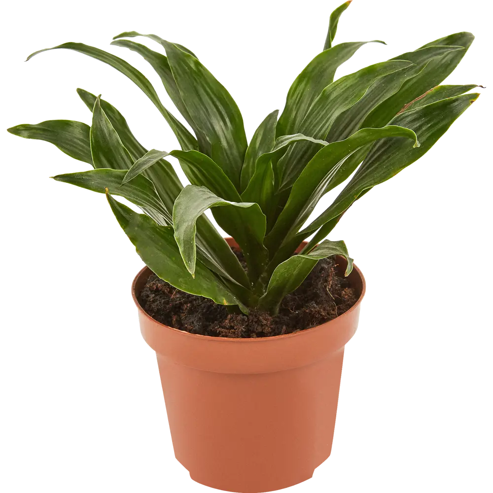 Драцена Компакта Santreyd — изящное тропическое растение для интерьера 83985959 STLM-0045806