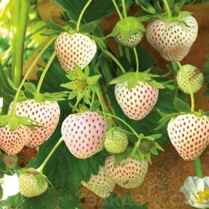 Земляника садовая Ананас