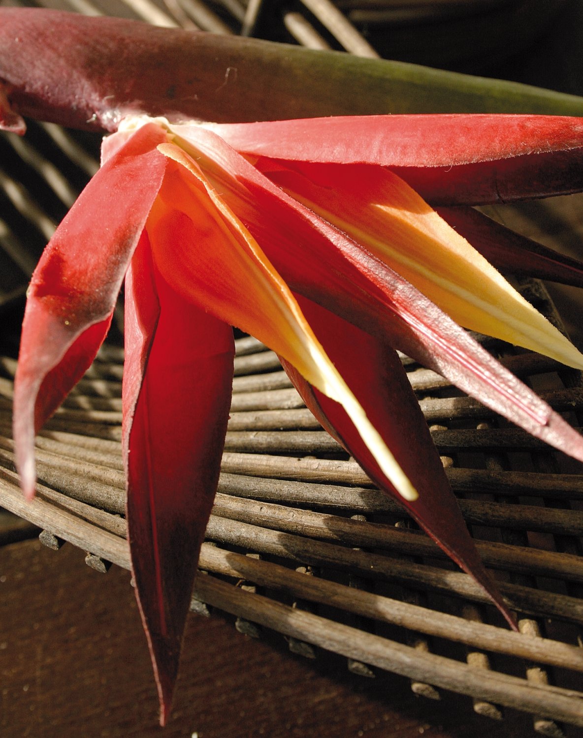 4926 492 a2 Шелковая райская птица, 94 см, бордово-черный H-andreas  - Вид №1