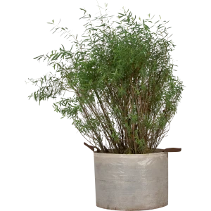 Ива пурпурная «Нана» 30x40-60 см 82676708 STLM-2156722