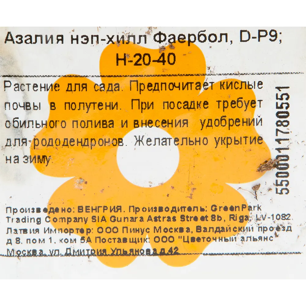 Азалия нэп-хилл «Фаербол» P9 82176113 STLM-2204578 Santreyd  - Вид №1