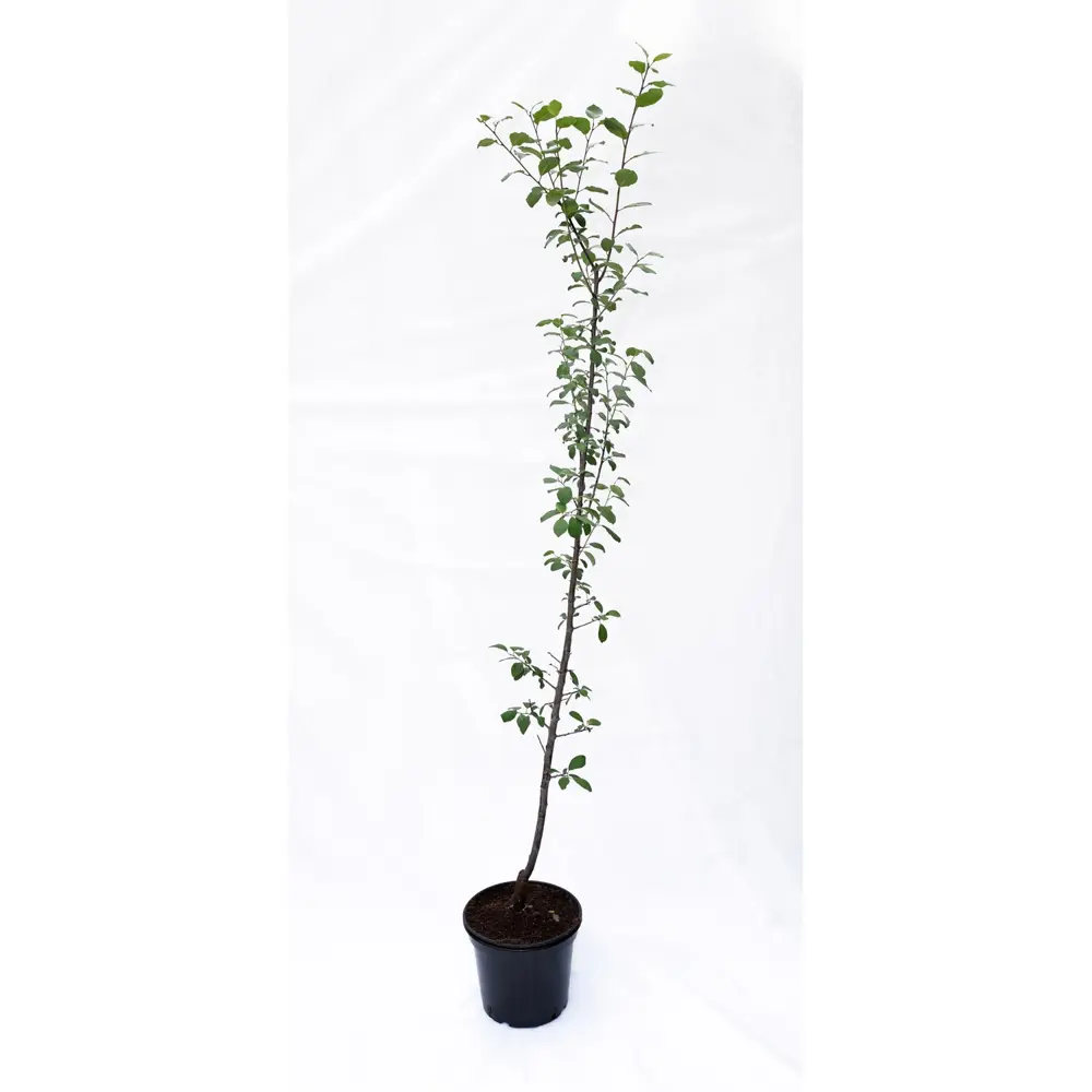 Слива «Заречная ранняя» 25x100 см 82585431 STLM-2028140 Santreyd 