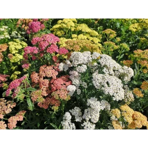 Тысячелистник микс ø17 h15 - 25 см 89392172 STLM-2157922