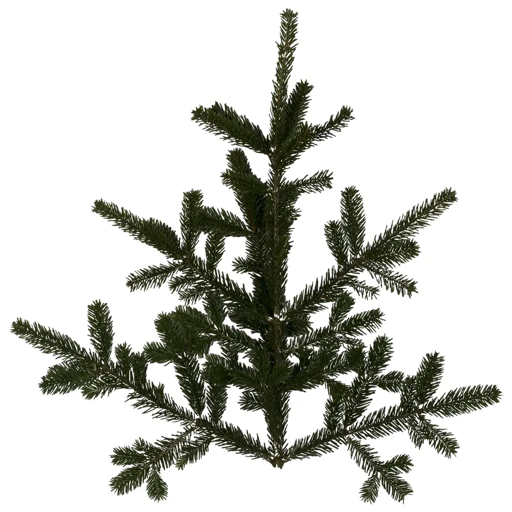 Лапник из Нордмана, 1 ветка 60-90 см 15140743 STLM-2177131 Santreyd 