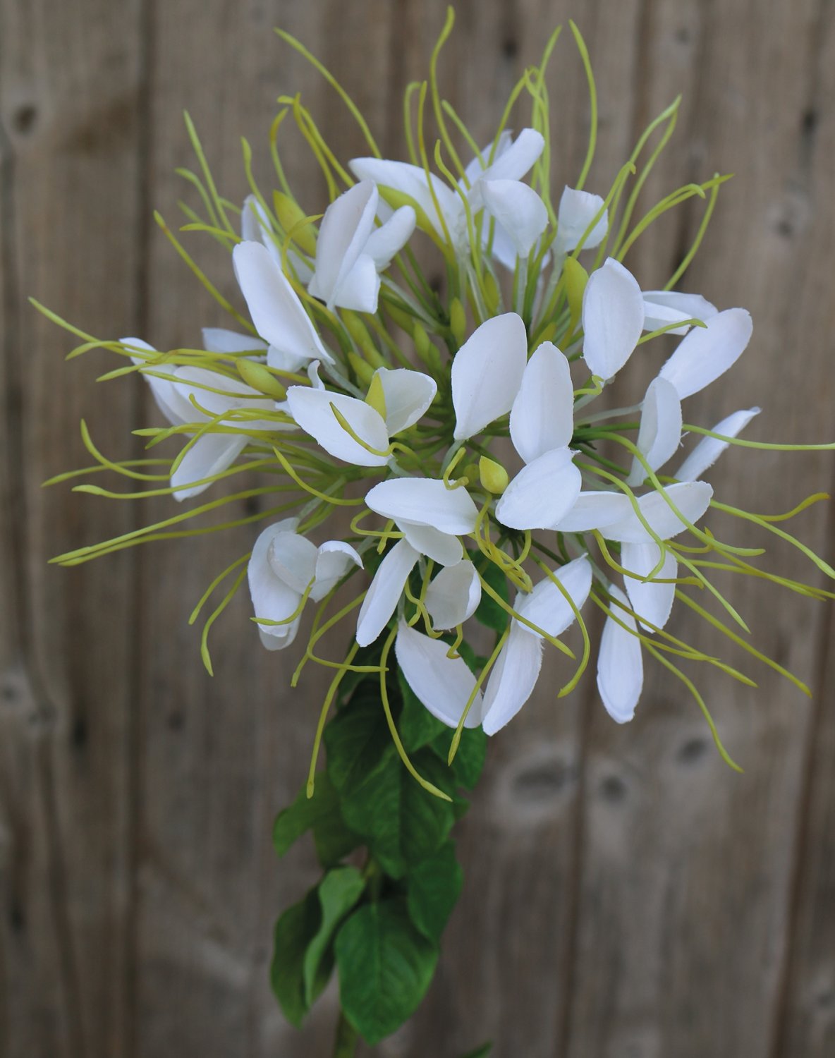 2758 778 a3 Искусственный цветок паука (клеом), 85 см, бежево-белый H-andreas  - Вид №5