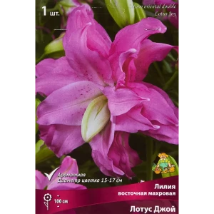 Лилия восточная Мах Лотус Джой