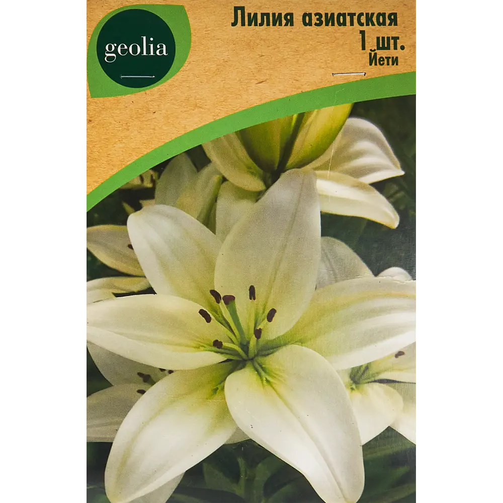 Лилия Geolia азиатская Йети STLM-2162769