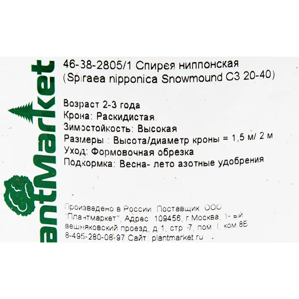 Спирея ниппонская «Сноумоунд» C3 20-40 см 82356736 STLM-2113199 PLANTMARKET  - Вид №1