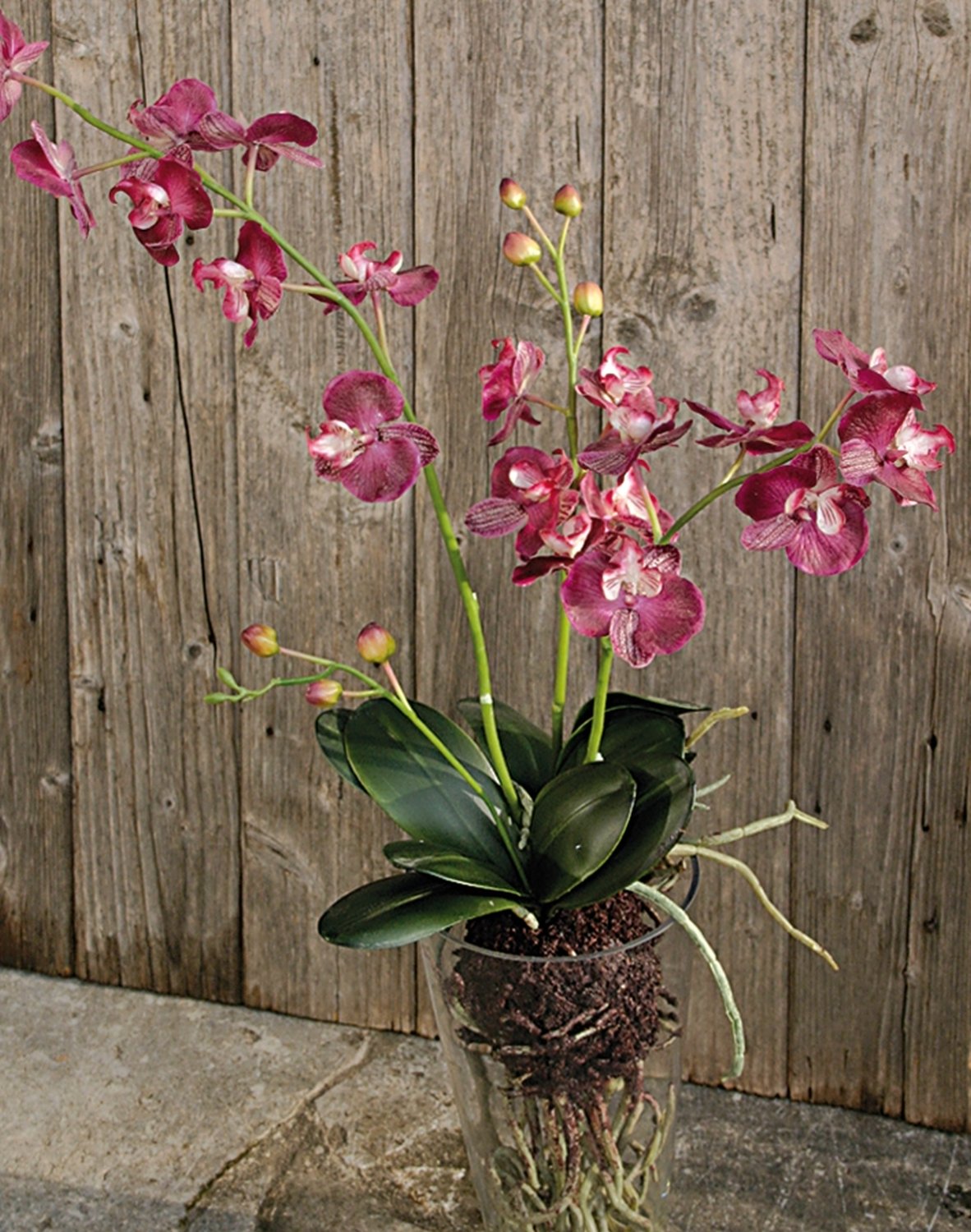 2579 420 a2 Пластиковая орхидея Phalaenopsis, ваза с водой, 80 см, real touch, вишня H-andreas  - Вид №6