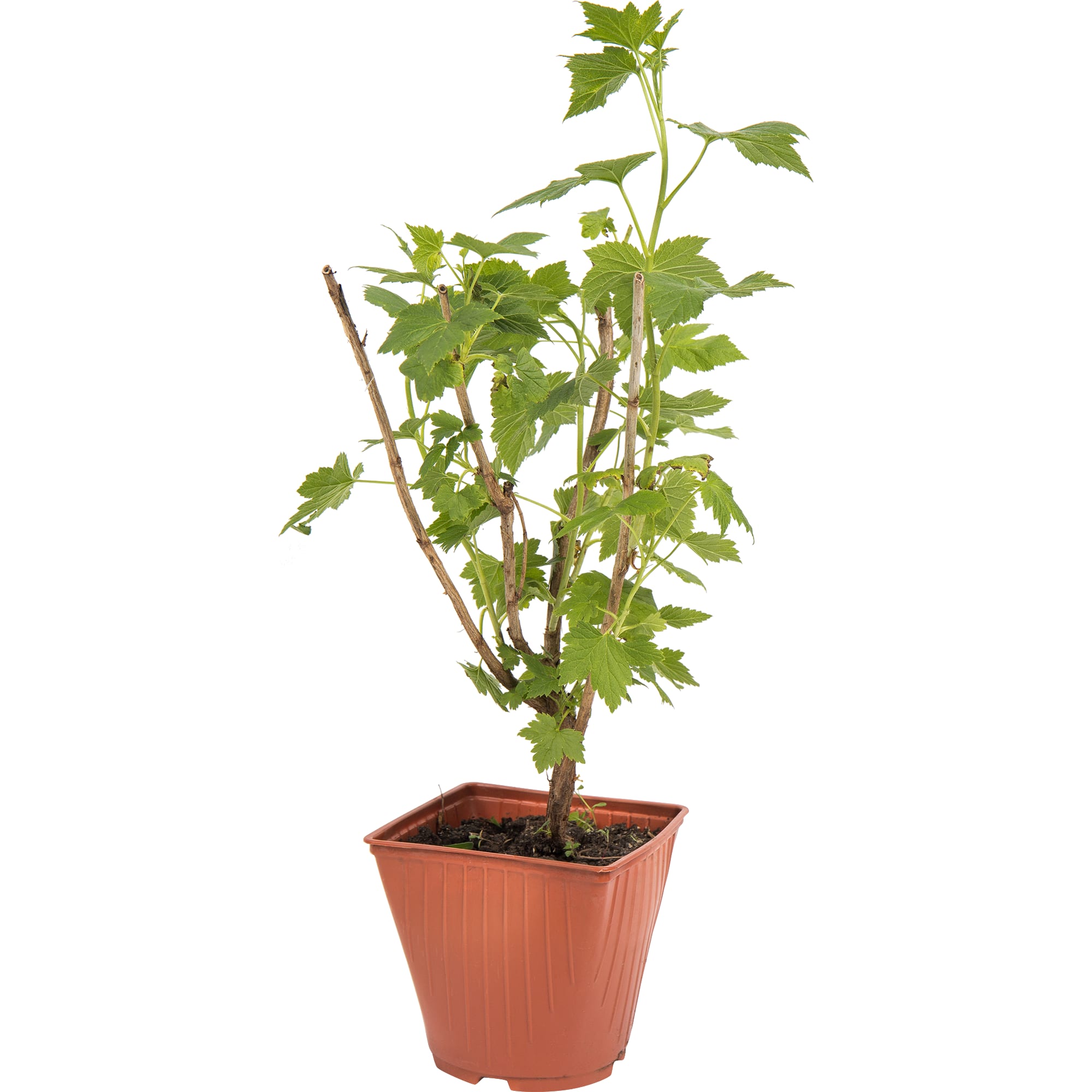 82597122 Смородина чёрная «Чёрный жемчуг» C2 высота 40 см Santreyd 