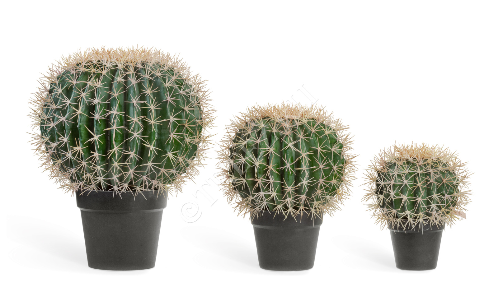 10.091829N Кактус Баррель Цветочная коллекция 