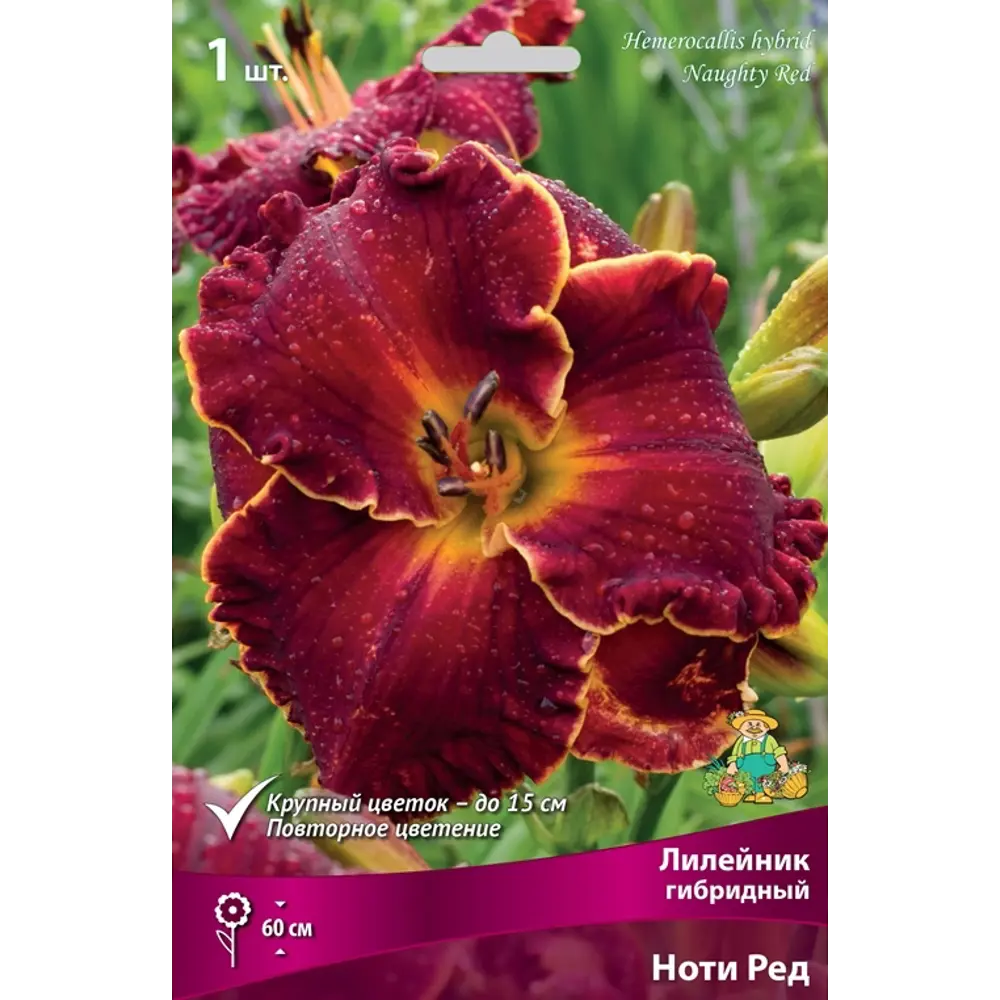 Лилейник гибридный Ноти Ред луковица I 83597583 STLM-2210900 Santreyd 