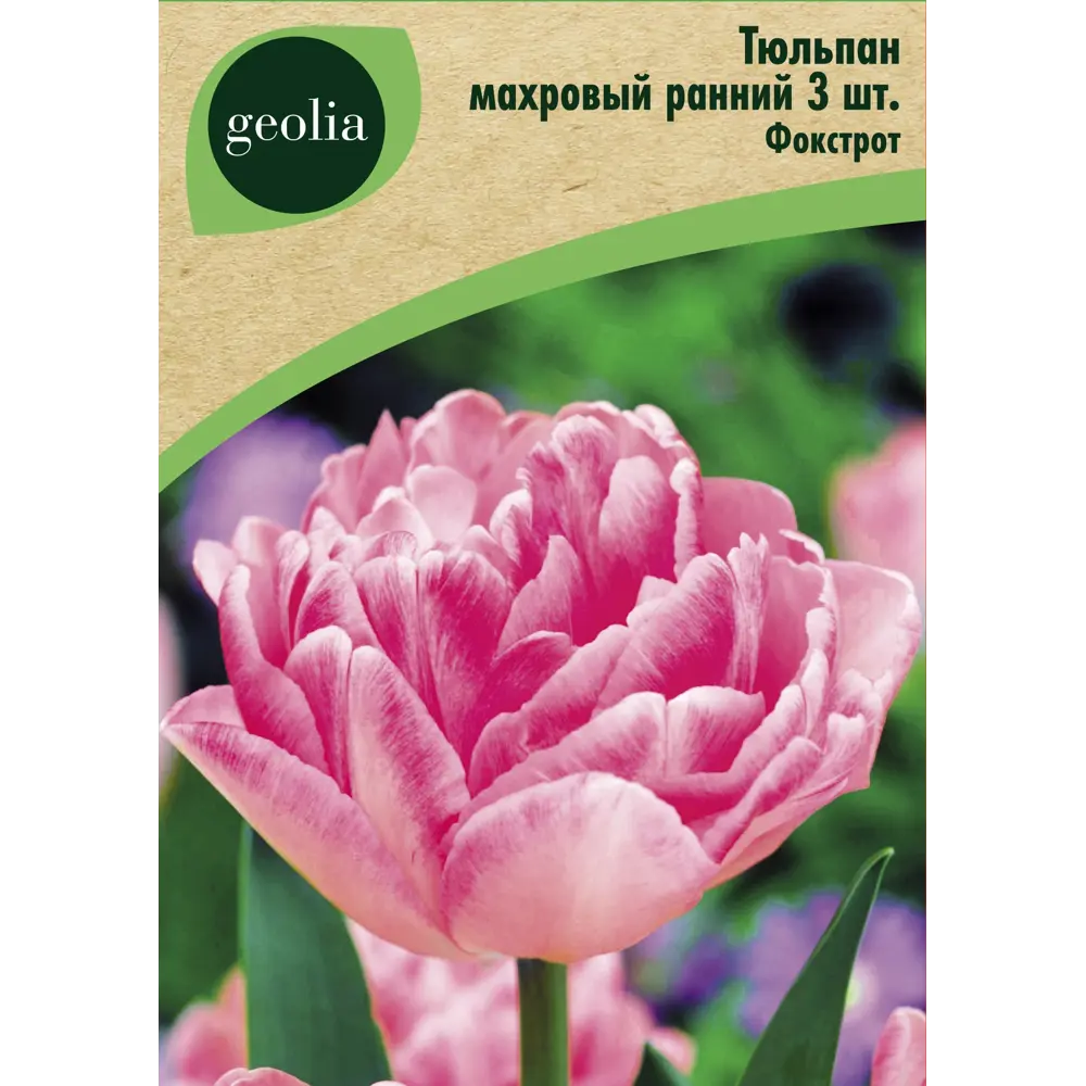 Тюльпан махровый ранний Фокстрот 3 шт. 88663181 STLM-2198361 GEOLIA 