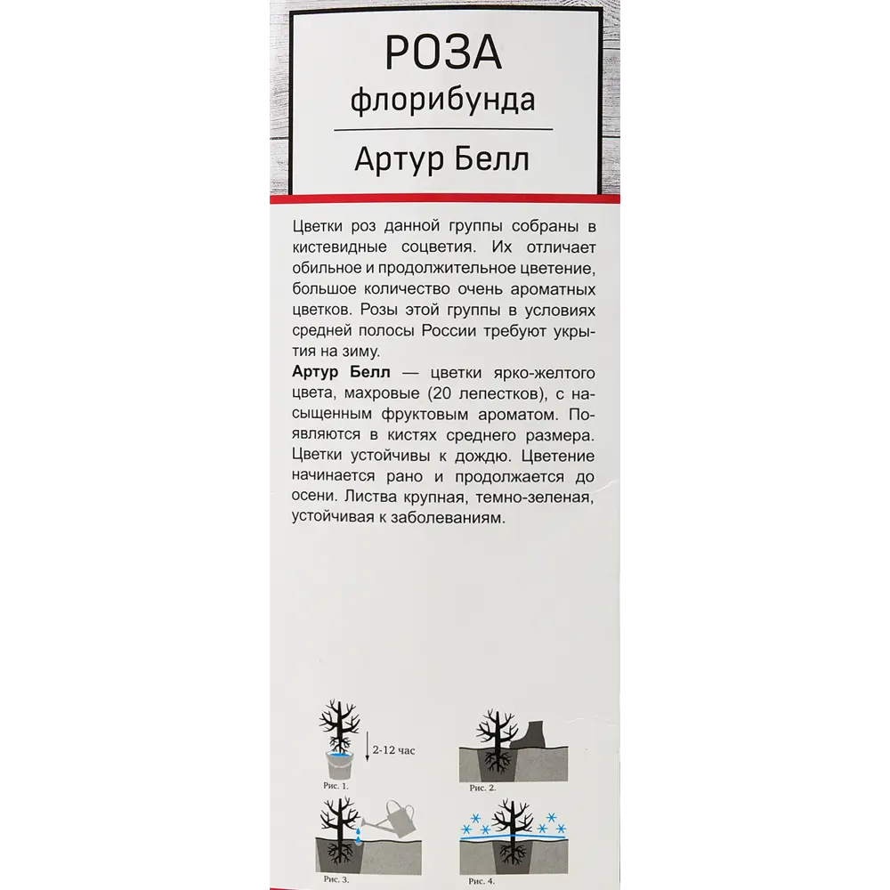 Розы флорибунда «Артур Белл» 18348339 STLM-2052903 Santreyd  - Вид №2