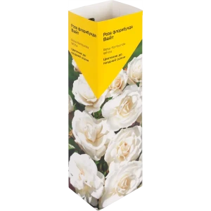 Роза«Флорибунда» эконом, в ассортименте 82009451 STLM-2202469