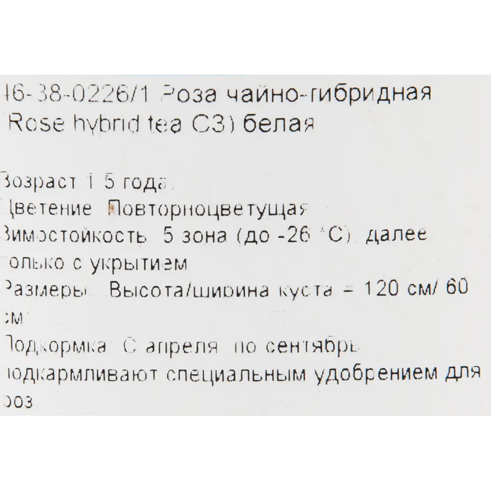 Роза чайно-гибридная белая 15x55 см 82625113 STLM-2011245 PLANTMARKET  - Вид №1