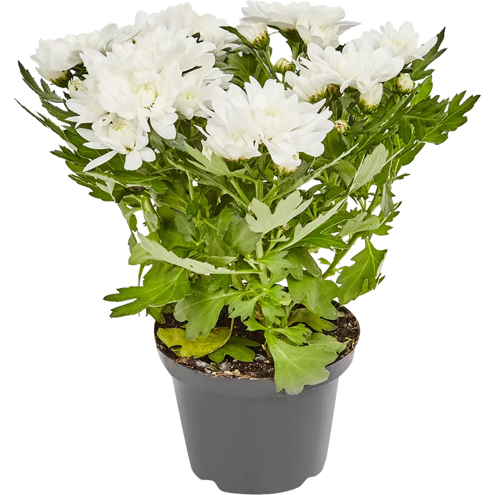 Хризантема микс ø12 h25 см 82906652 STLM-2101985 Santreyd 