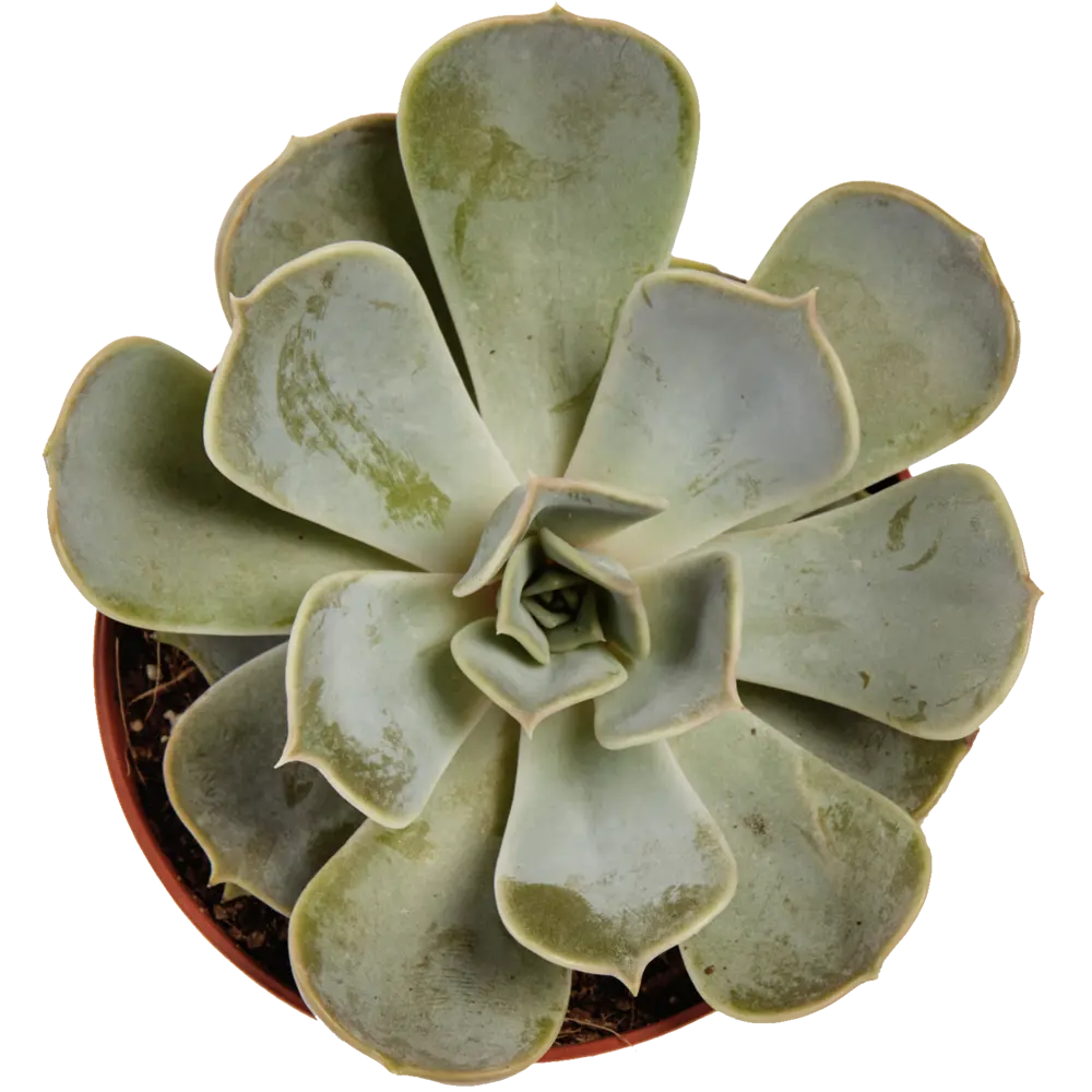 Santreyd: Композиция суккулентов 6 видов для интерьера 82399788 STLM-0026508 - Вид №1