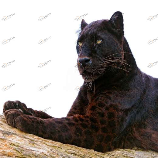 WP00529 Фотообои Verol Фотообои decoline 1х1 м