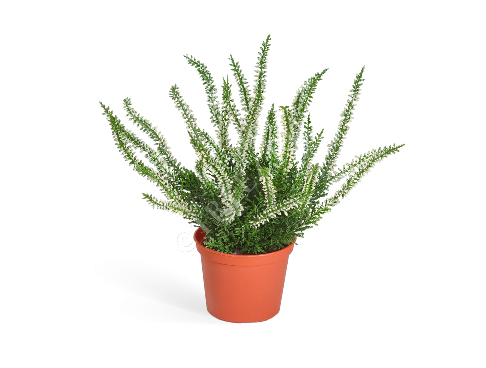 20.5937CR Эрика (вереск) куст белый Цветочная коллекция 