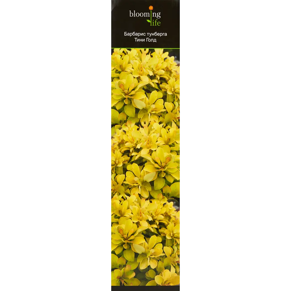 Барбарис Тунберга Тини голд туба h30 см 86735536 STLM-2068584 Santreyd 