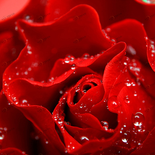 C1-024 Фотообои DIVINO Collection C 1.47х2 м C1024