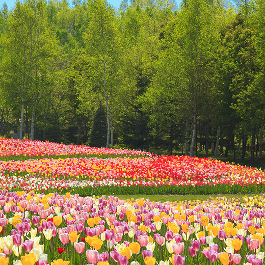 D2-093 Фотообои DIVINO Collection D 2.7х2 м D2093