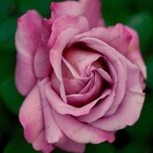 WP00293 Фотообои Verol Фотообои decoline 1х1 м