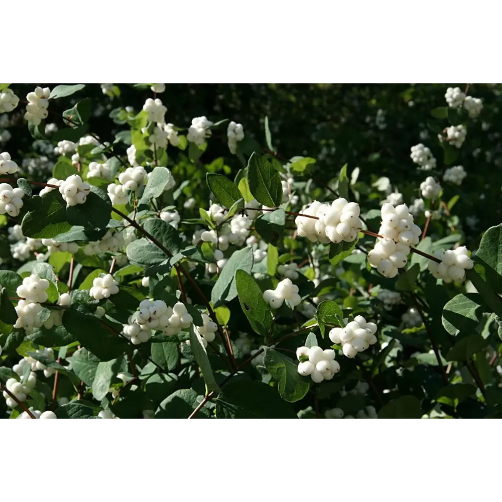 Снежноягодник микс ø15 h40 см 85606796 STLM-2165260 Santreyd 