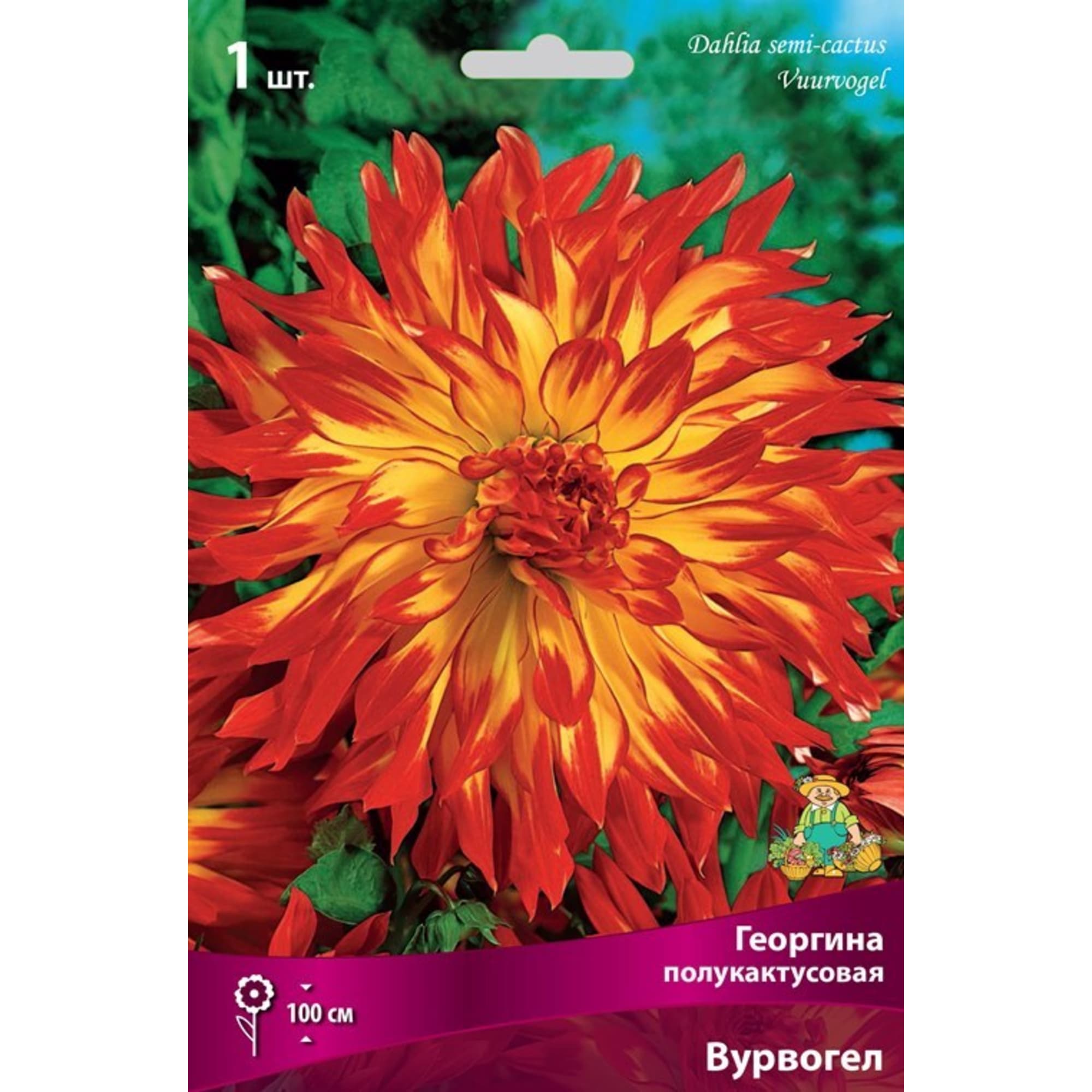 83593759 Георгина полукактусовая Вурвогел луковица I Santreyd 