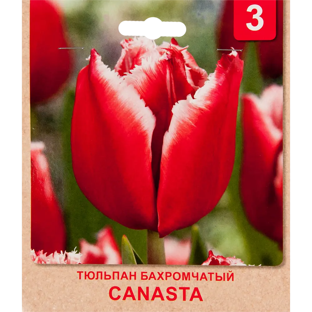 Тюльпан бахромчатый «Canasta» размер луковицы 10/11, 3 шт. 82365339 STLM-2119369 Santreyd 