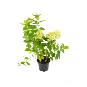 Гортензия метельчатая Литтл Лайм h30 - 50 см 89342155 STLM-2008928