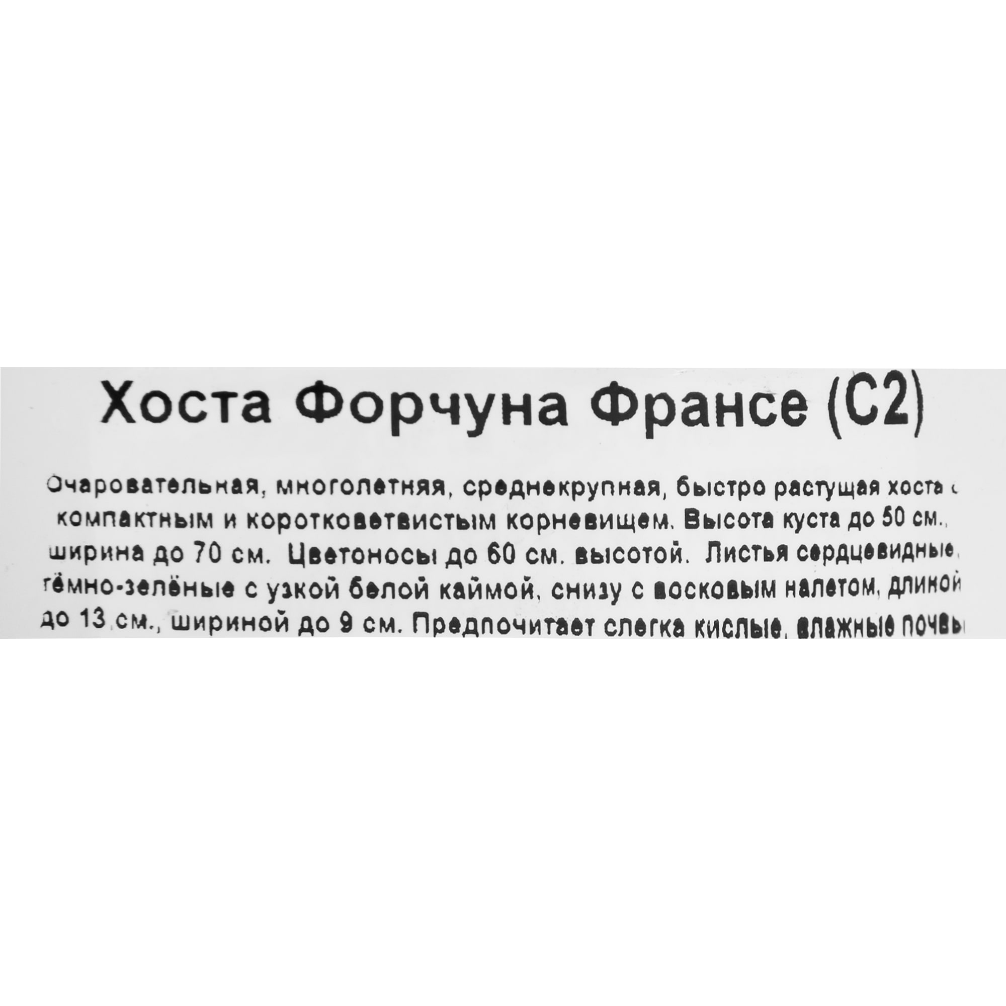 81968612 Хоста Форчуна «Франси», контейнер 1.5 л Santreyd  - Вид №2