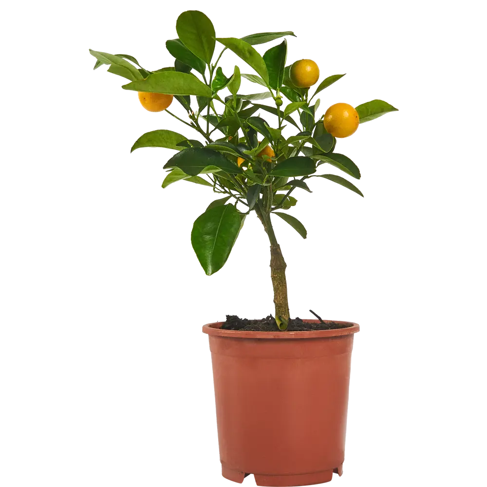 Santreyd Цитрус микс — декоративное растение для интерьера 83985979 STLM-0045809