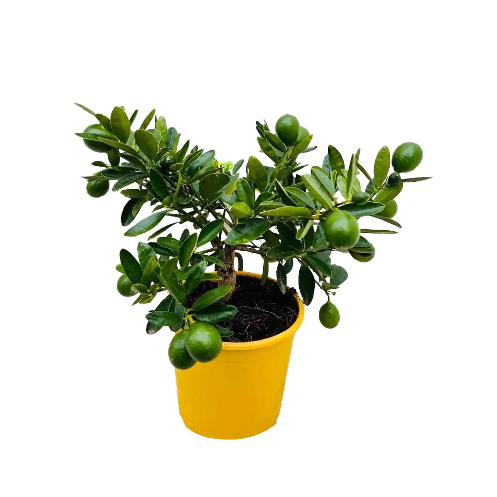 Цитрофортунелла Флоридана Лаймкват - комнатное цитрусовое растение ø14 см 89434538 Santreyd STLM-1583416