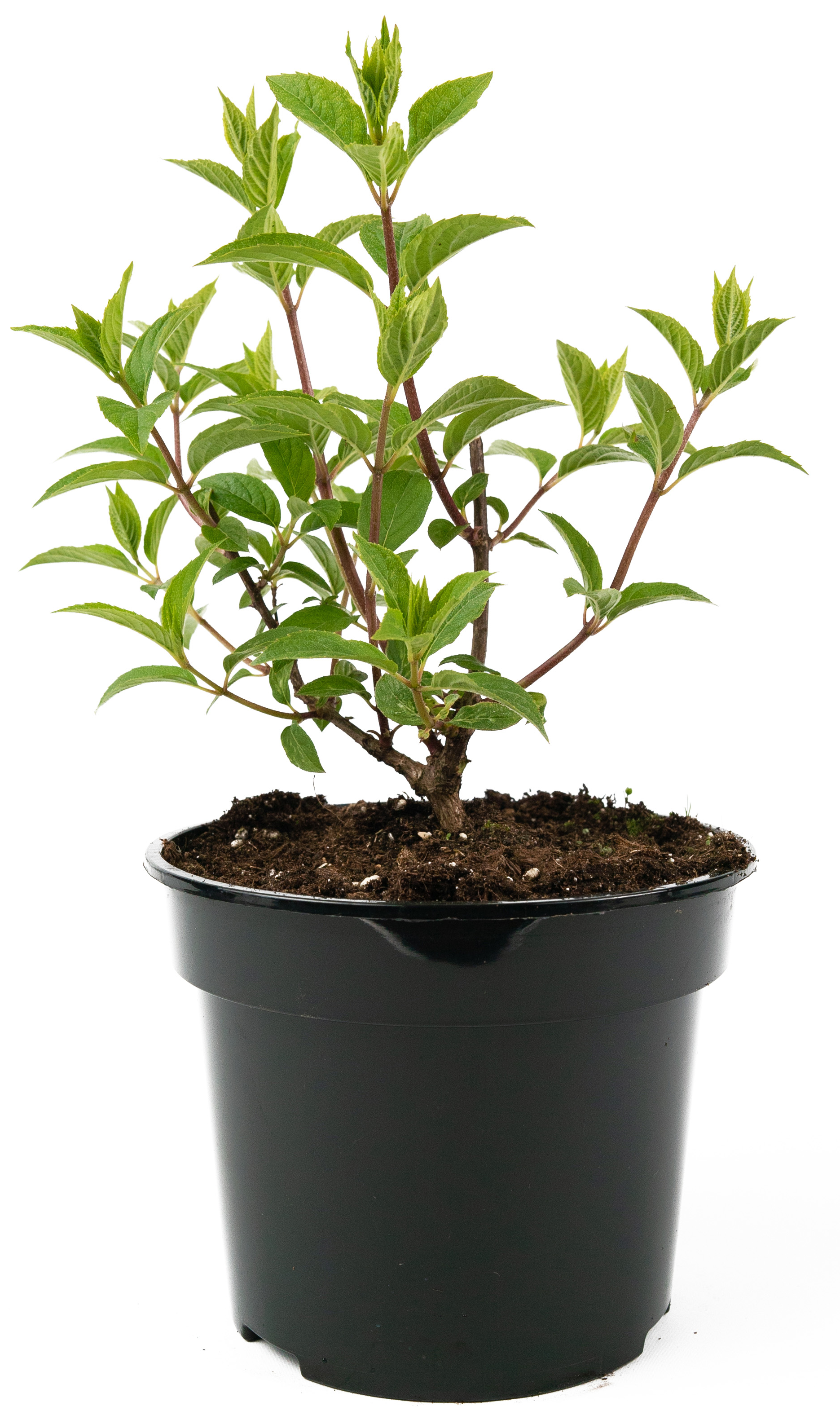 Гортензия метельчатая Vanille Fraise - саженец цветущего растения 84841601 Santreyd STLM-0055902 - Вид №1