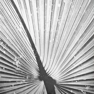 Арт-панель на холсте Alex Turco Organic White Palm