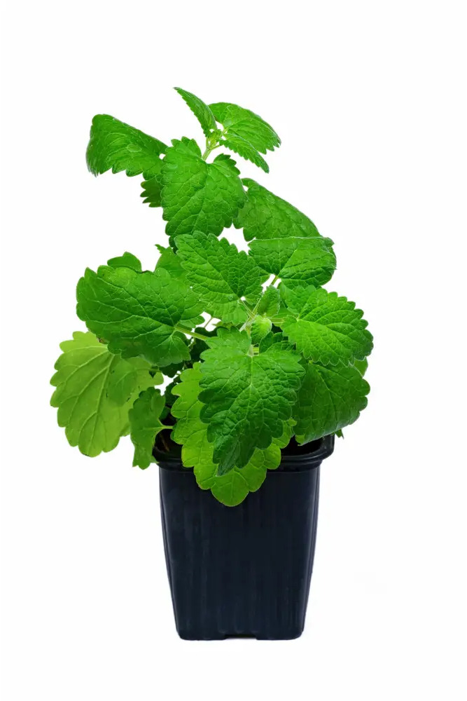 Santreyd Мята ароматная в горшке для кулинарии и чая 83248598