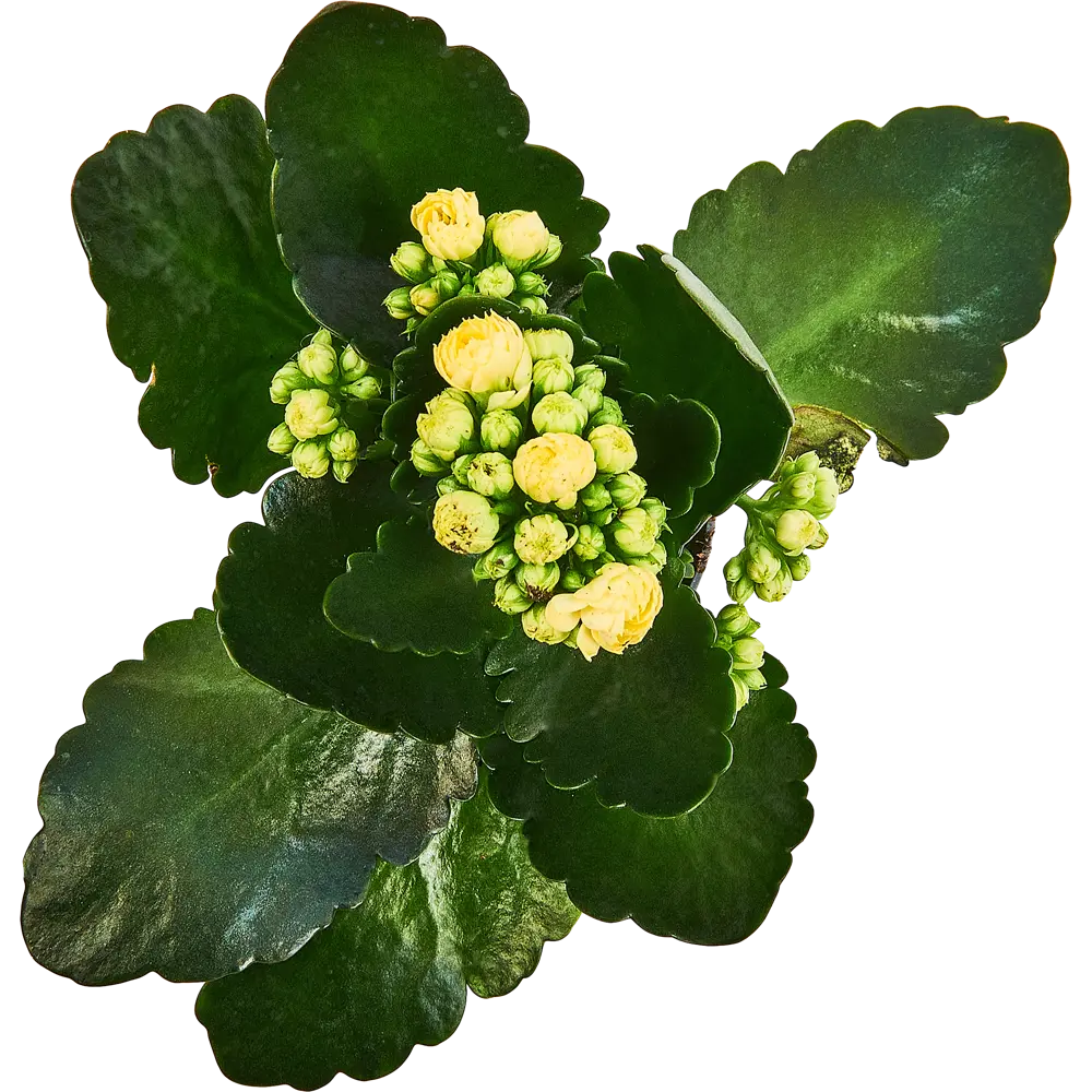 Santreyd Каланхоэ Каландива - цветущий суккулент для интерьера 89354338 STLM-1505437 - Вид №3