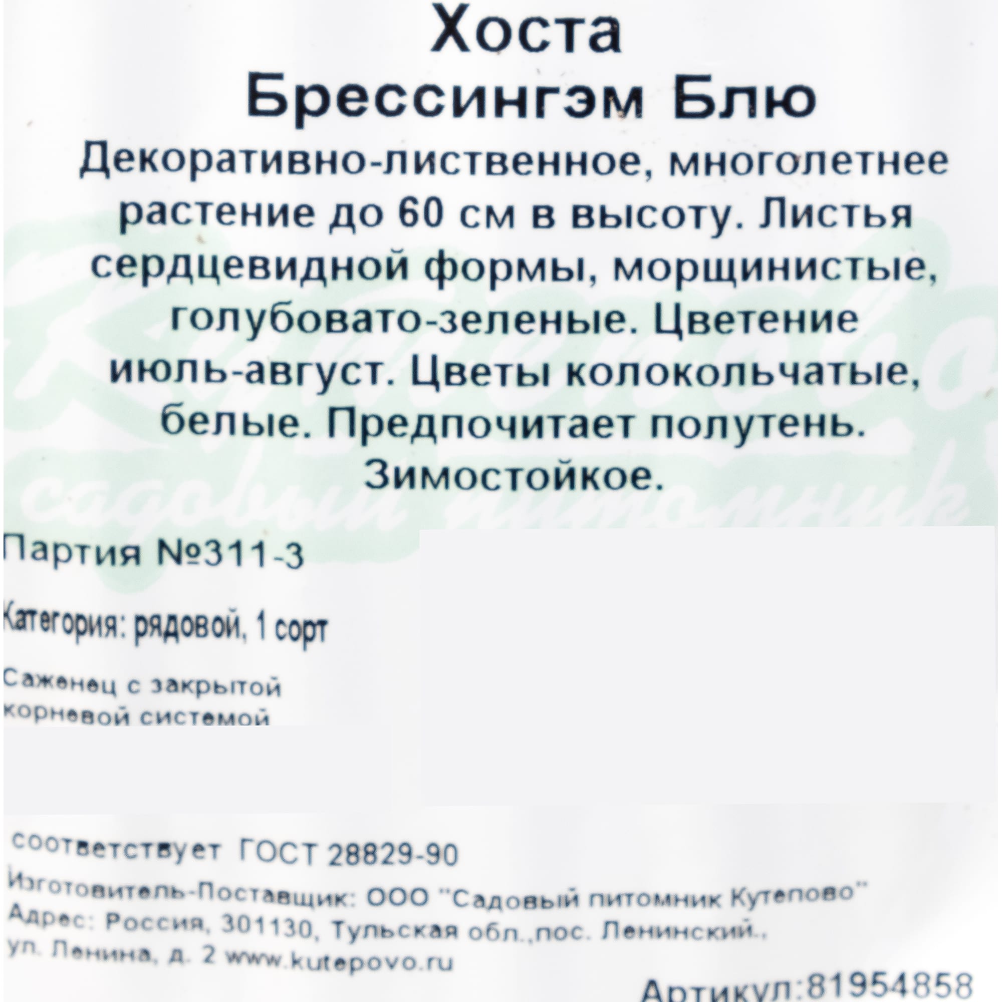 81954858 Хоста гибридная С2 «Брессинген» h15 Santreyd  - Вид №1