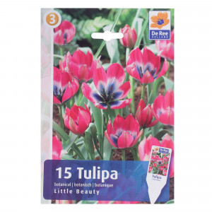 82004142 Тюльпан ботанический «Литл Бьюти»