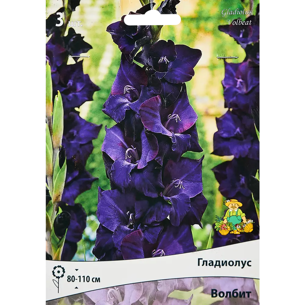 Гладиолус крупноцветковый Волбит, 3 шт. 89351785 STLM-2058543 ПОИСК 