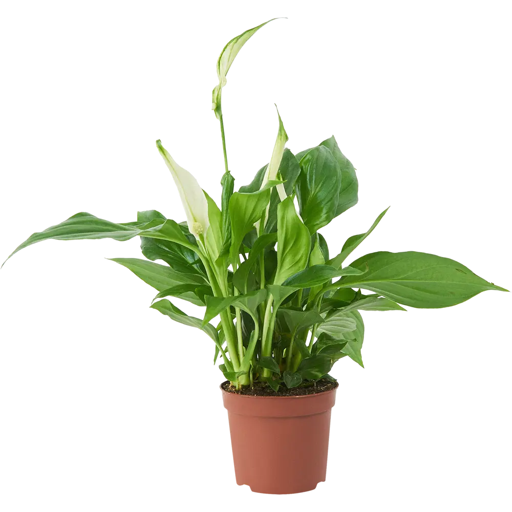 Santreyd Спатифиллум Кватро — изящное комнатное растение с белыми цветами 85324986 STLM-0061543