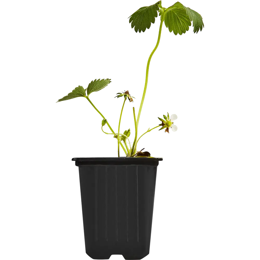 Земляника Верди от Santreyd — ранний сорт с ароматными ягодами 87767407 STLM-0961716 - Вид №1