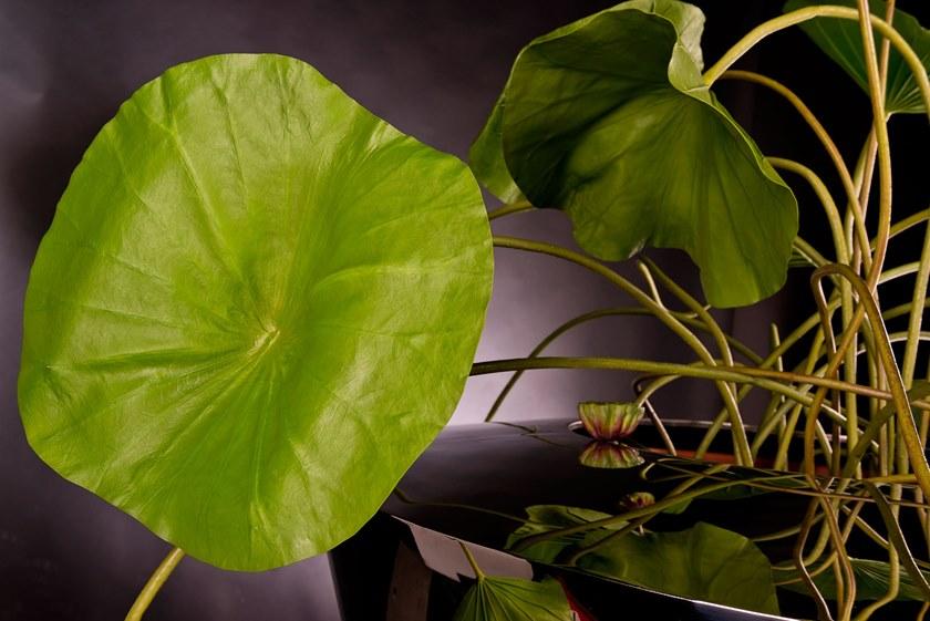 VGnewtrend Искусственное растение  1141485.60  - Вид №1