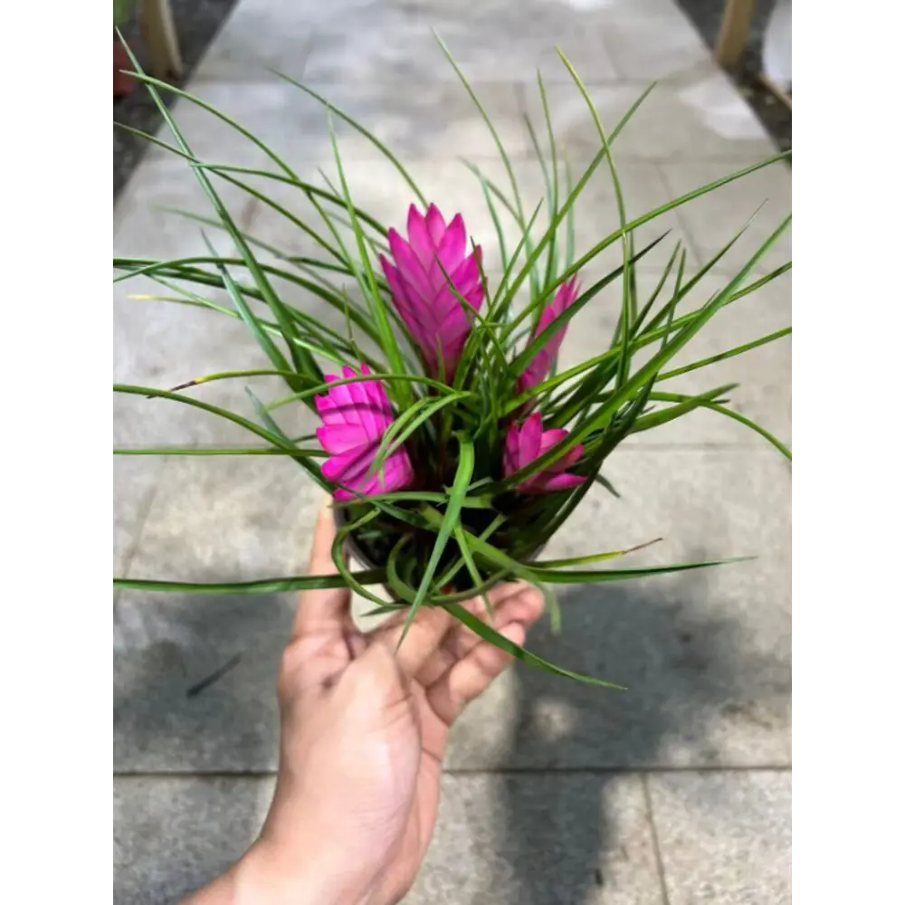 Тилландсия 3 цветка микс ø10 h20 см Santreyd STLM-2047474