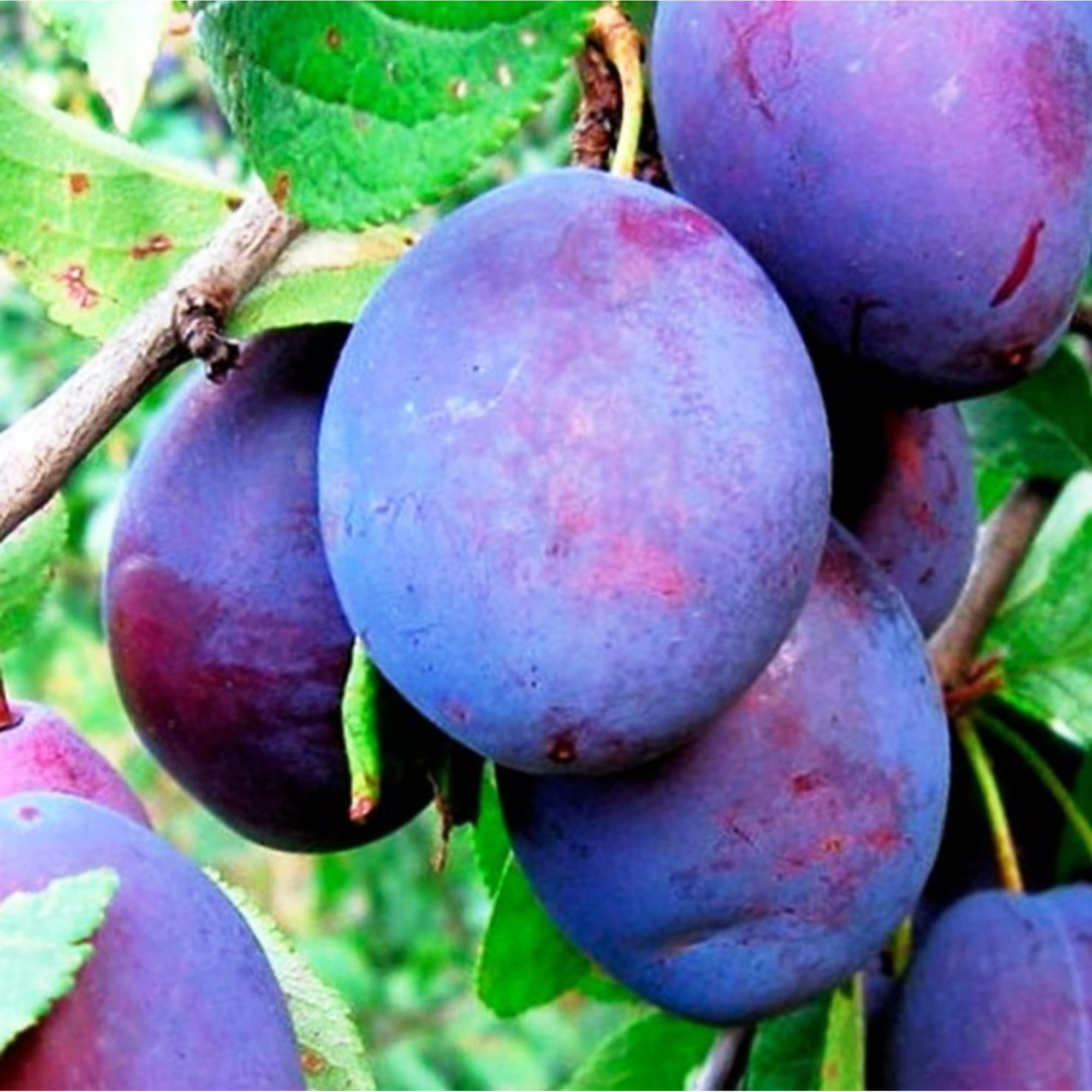 82597141 Слива «Богатырская» C7 высота 180 см Santreyd  - Вид №3