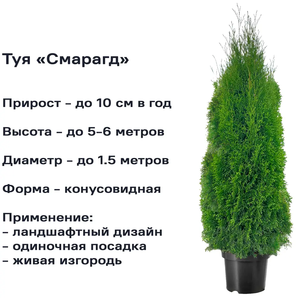 Туя Смарагд h20-40 см 85320118 STLM-2142394 Santreyd  - Вид №1