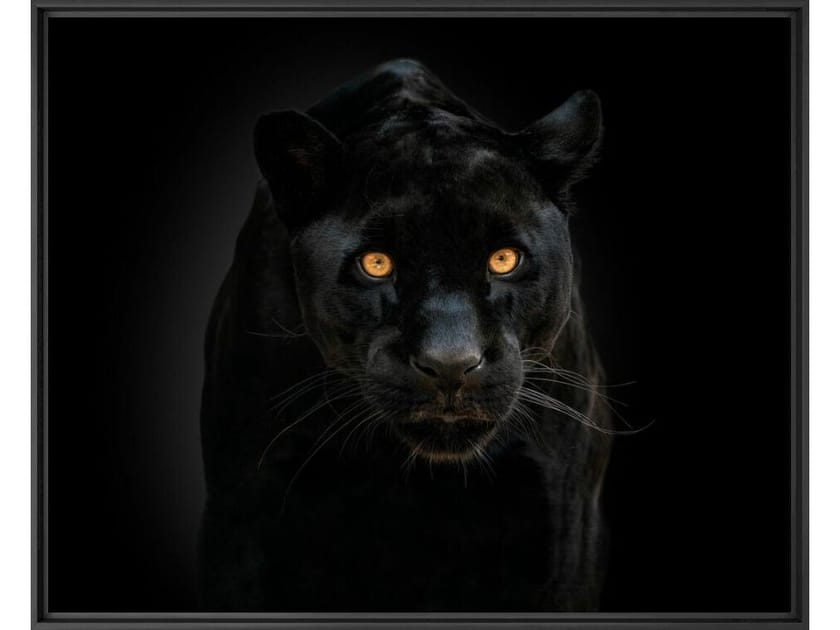 Печать фотографий на бумаге YellowKorner животное ARCH-00007435