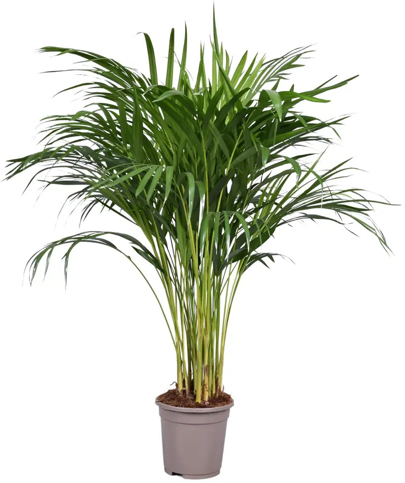 Santreyd Арека Хризалидокарпус - тропическая пальма для интерьера ø17 h60 см 86728032